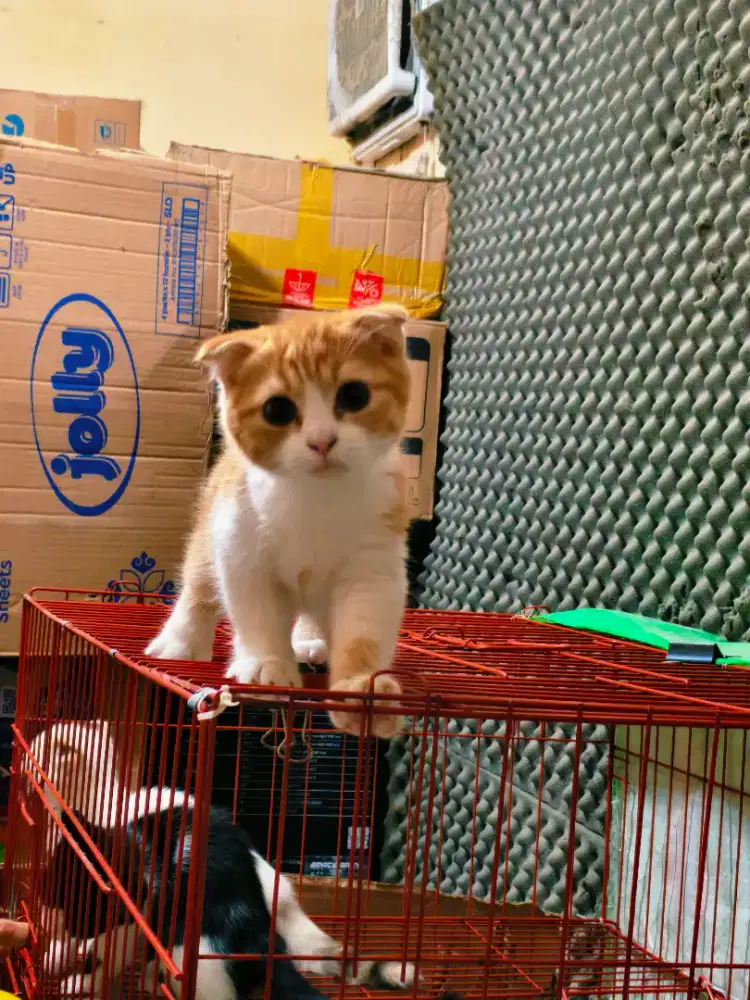 Kucing gaelic munchkin cebol fold jantan big bone