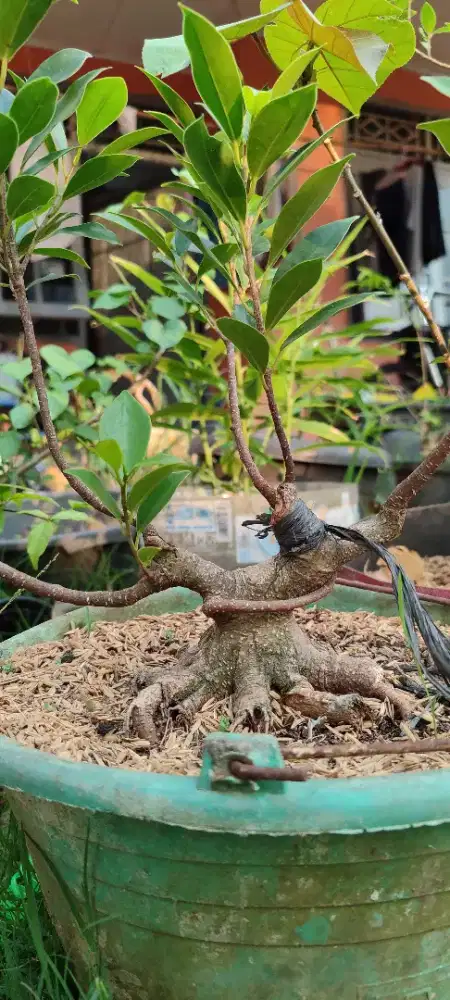 Bahan bonsai kimeng