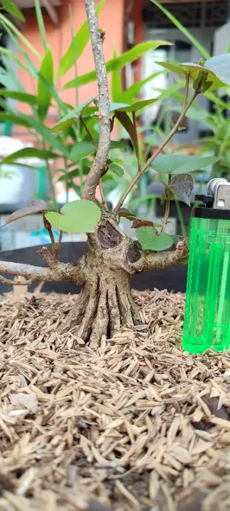 Bahan bonsai waru varigata