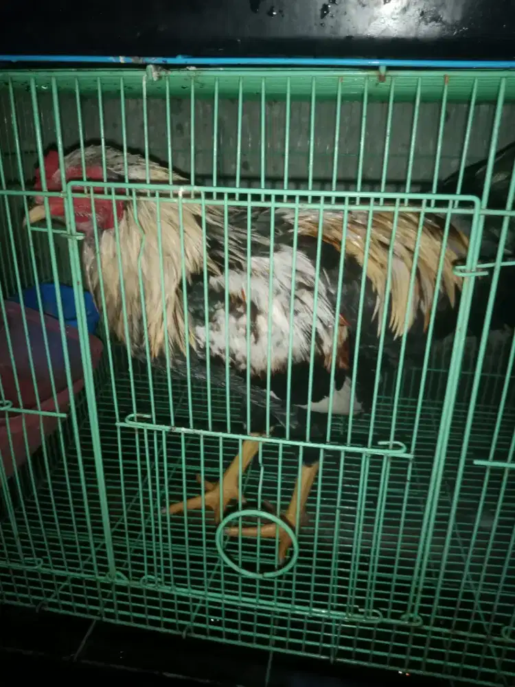 Jual ayam Bangkok jantan