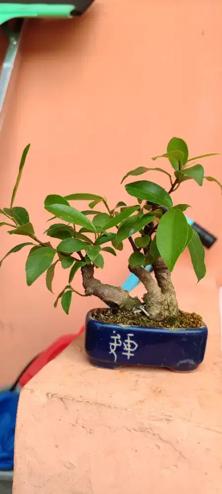 Shito bonsai iprik