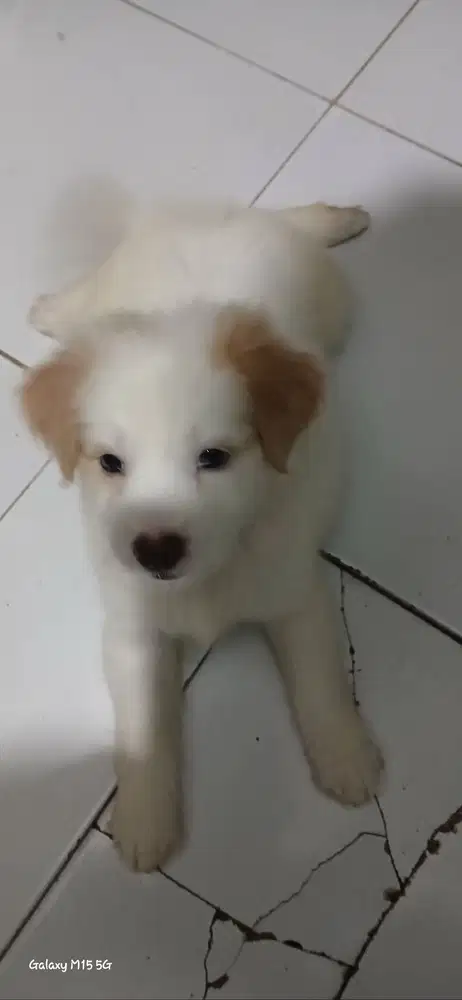 PUPPY IMUT TURUNAN RAS