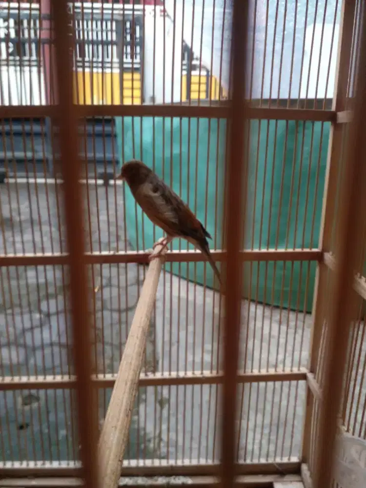 Kenari turunan af sudah ngerol panjang dn volume tembus ada masteran