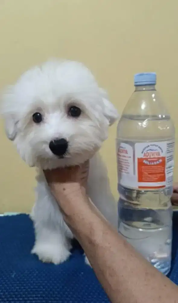 Jual Mini Bichon Frise Cucu Import Korea Jantan