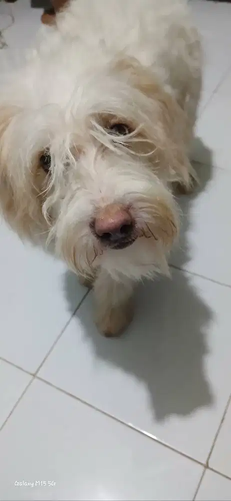 DOGGY TURUNAN RAS BERSIH & SEHAT