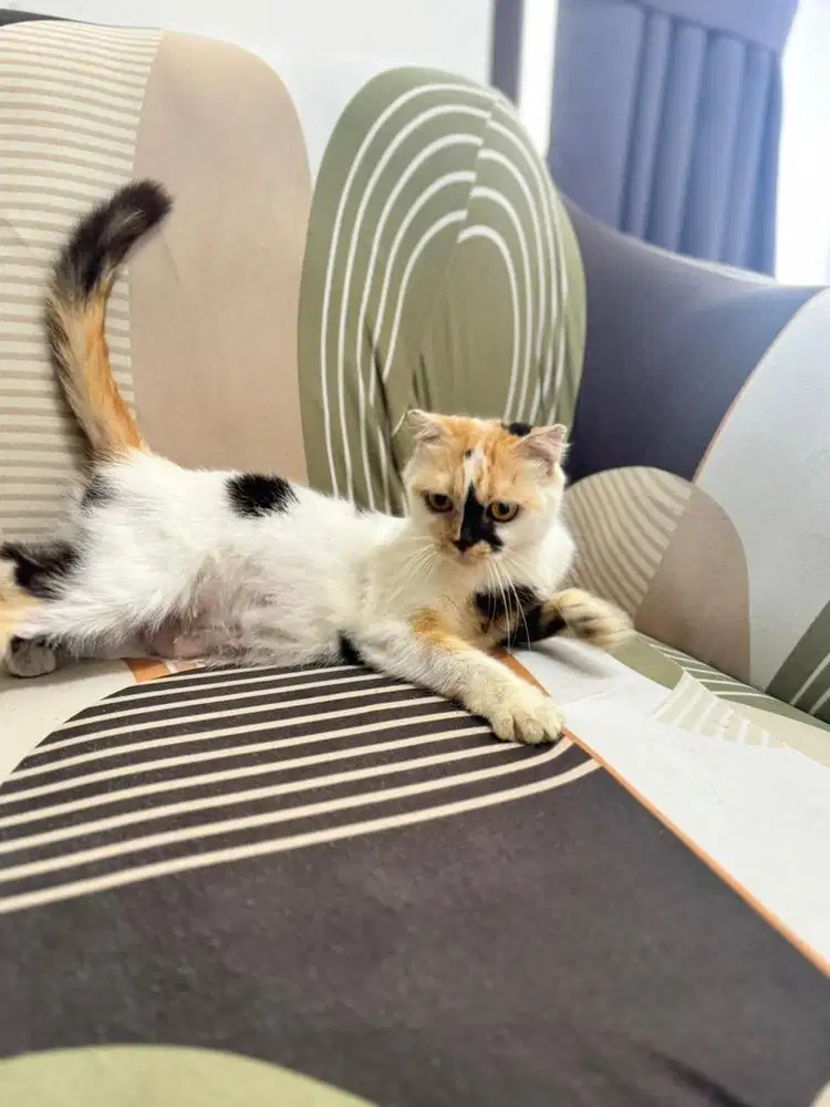 2 kucing indukan scottish fold betina calico