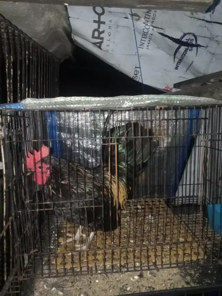 Kete siapan produksi sepasang