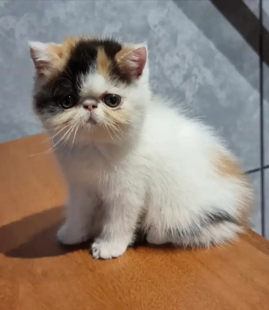 Kucing eksotik  peaknose ekstreem betina,  open adopt