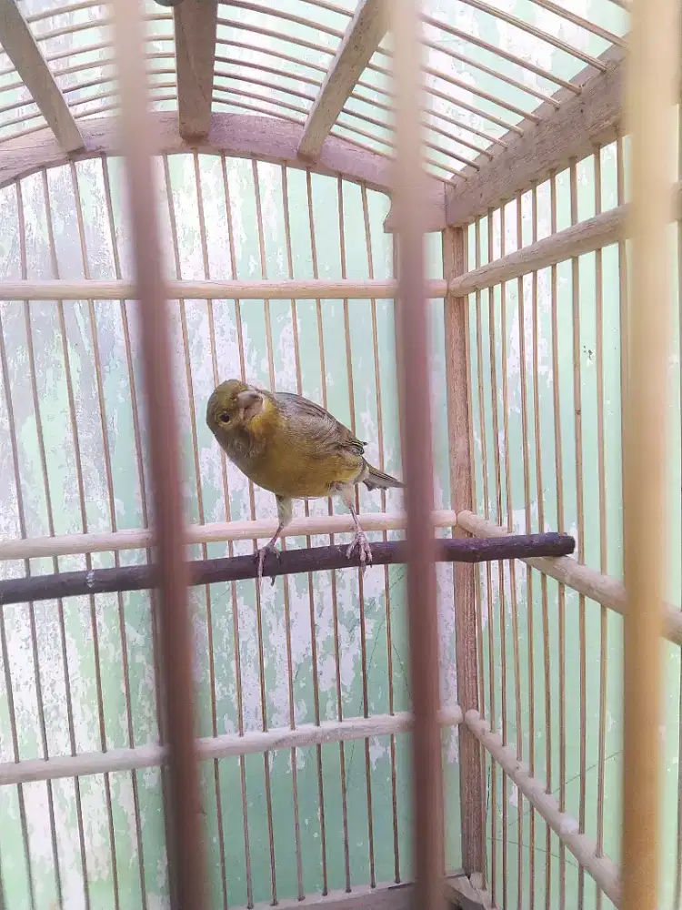 Burung kenari rajin burja