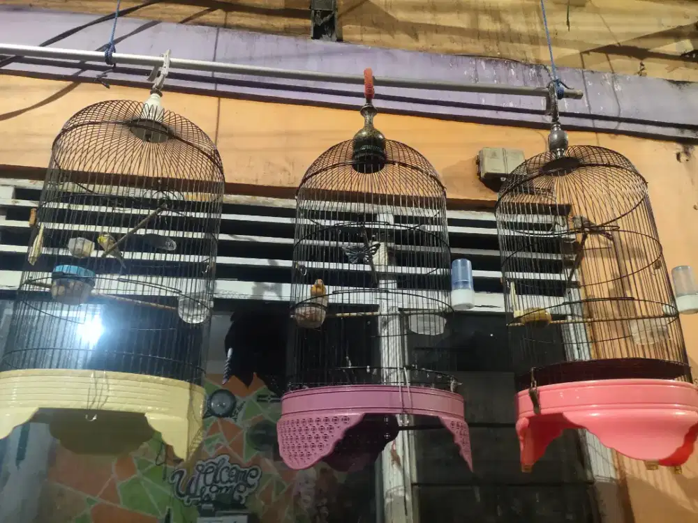 Borongan burung fullset