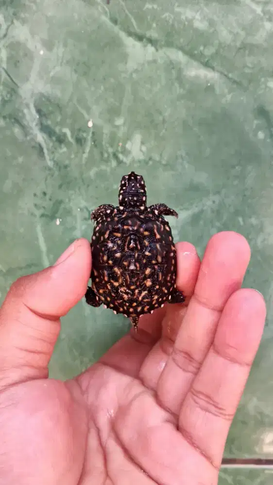 DUA EKOR HAMILTONI 5CM