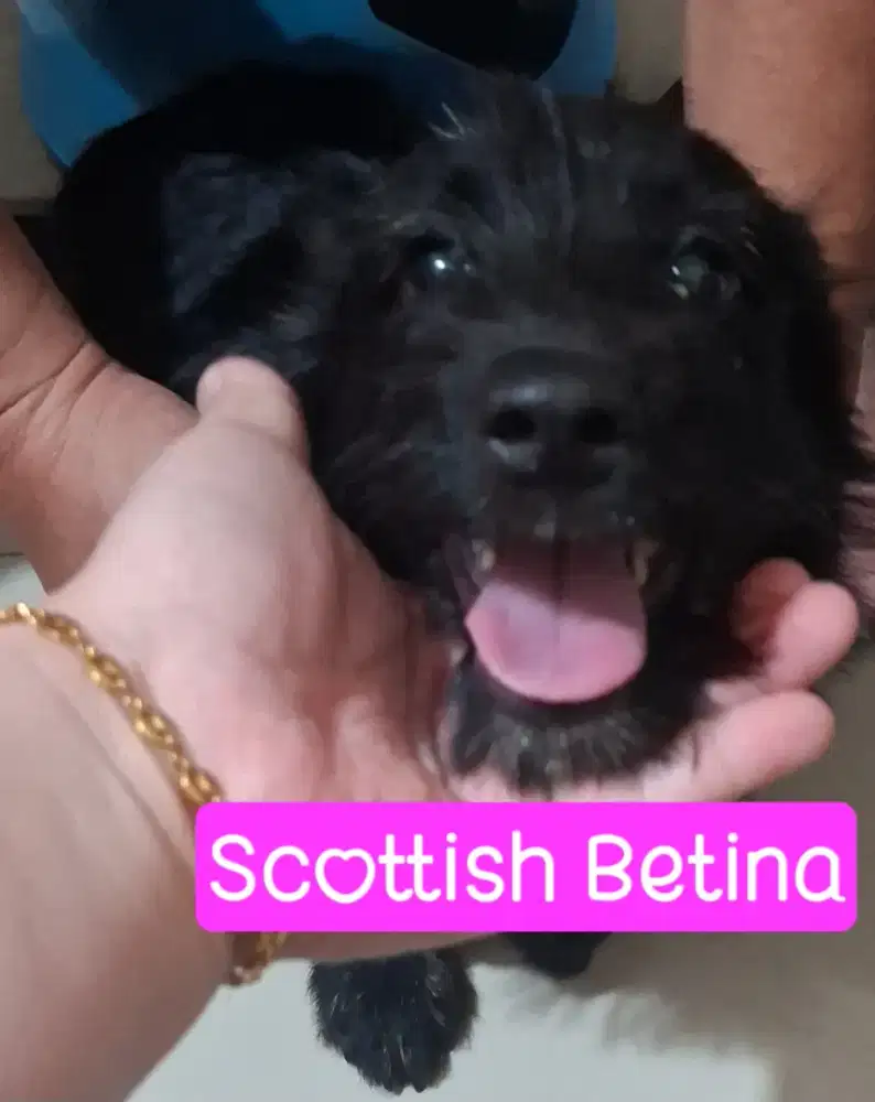Lepas Adopsi Anjing Scottish Betina