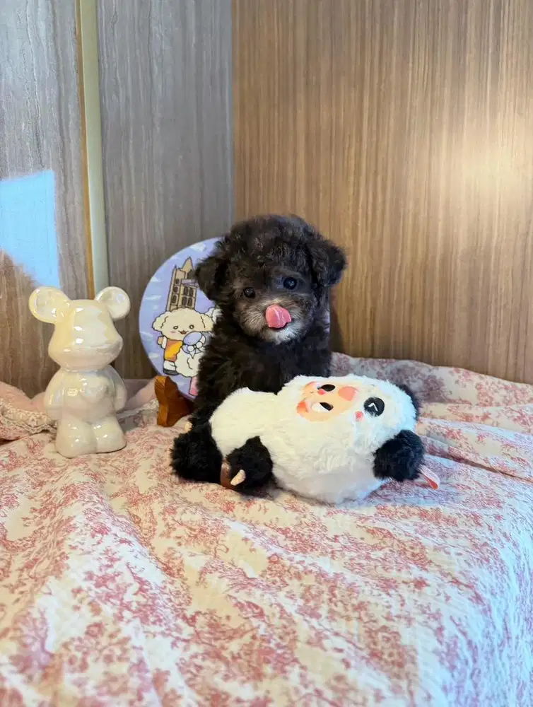 Poochon poodle x bichon