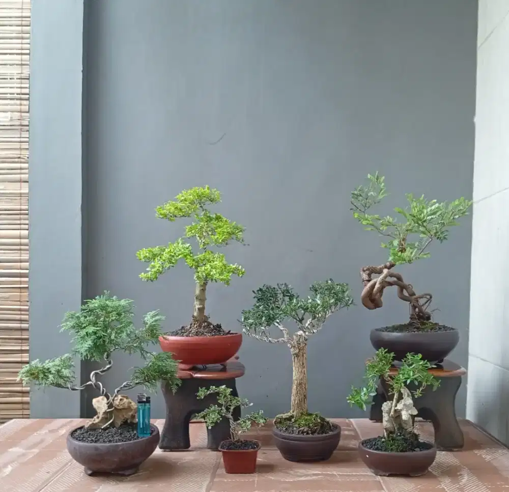 Borong murah mini bonsai 6 pohon