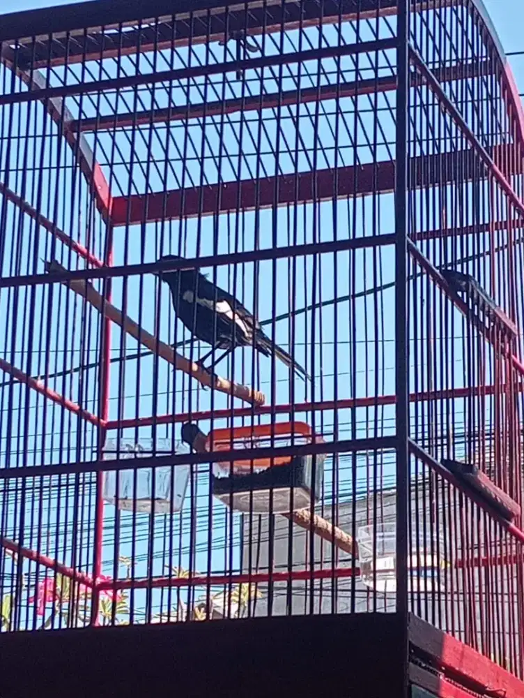 Burung Kacer dada hitam