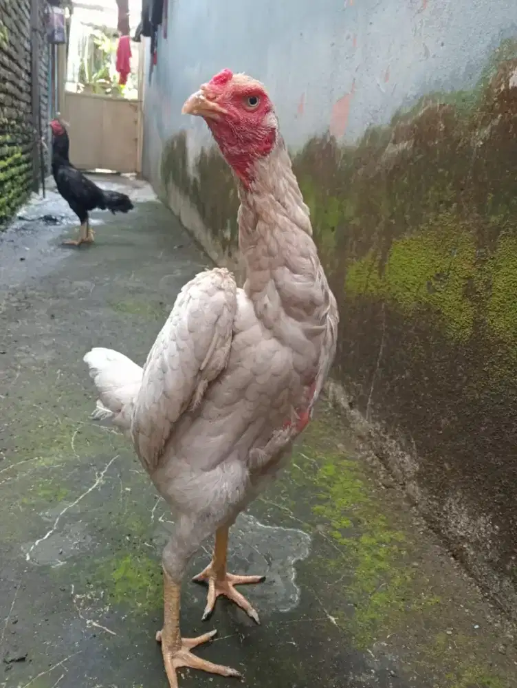 Ayam Betina Bangkok Klawu putuh jumbo