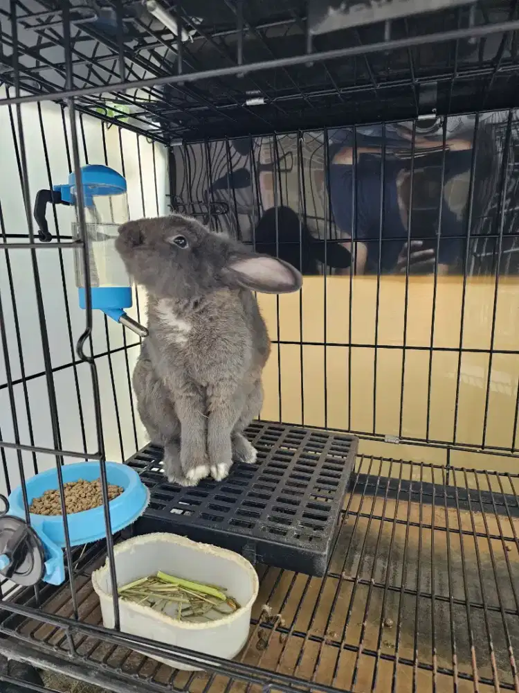 Jasa pacak kelinci anggora