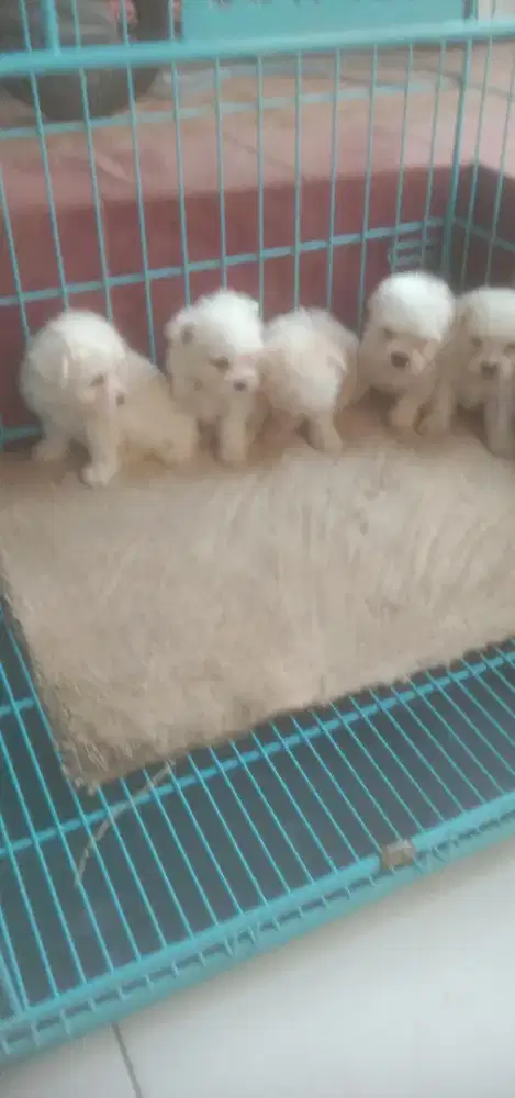 Anakan mini Maltese jtn.btn 5 Minggu