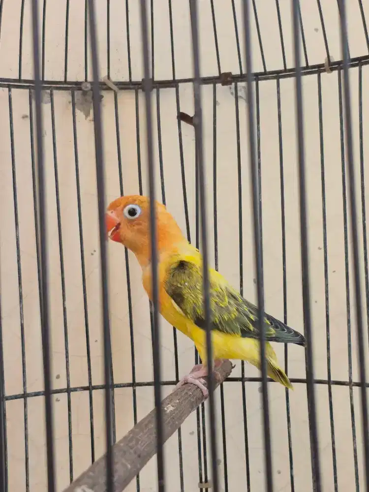 Love bird, Lovebird Biola, warna sesuai difoto, bio pb, bio euwing dll