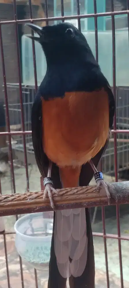 Muray double Ring ApbN prospek