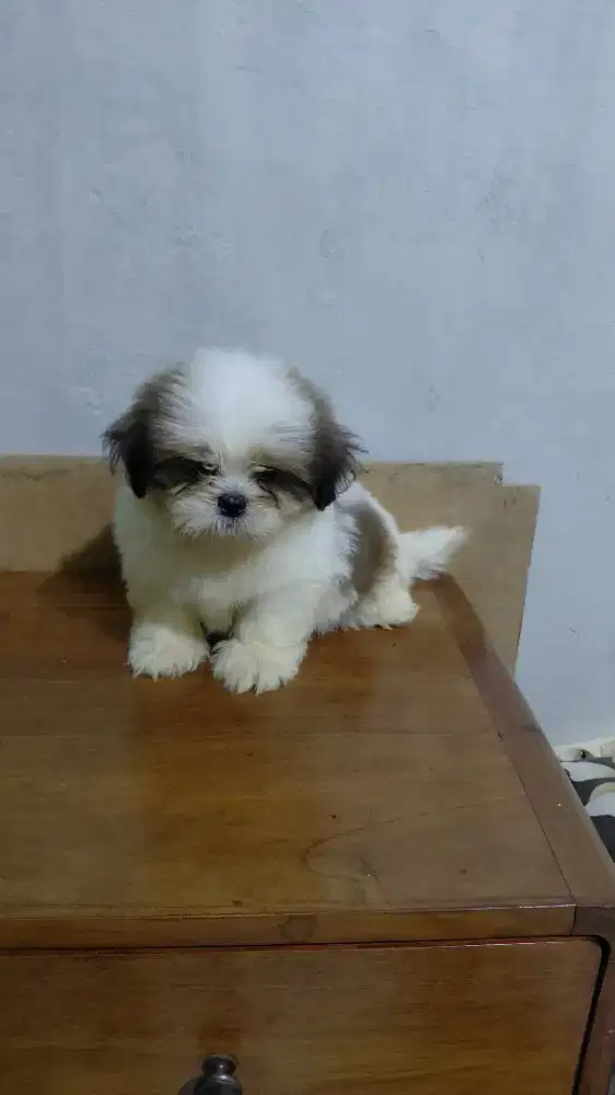 Shitzhu jantan 2 bulan