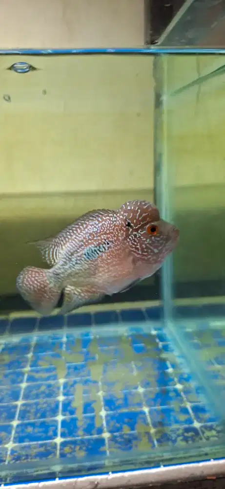 Fs Louhan SRD F3 two tone 7 cm