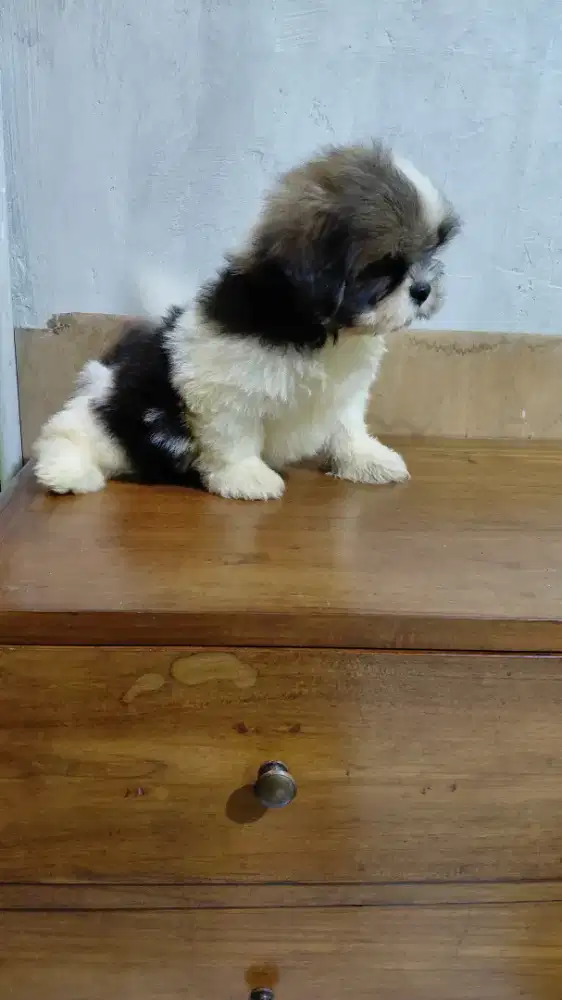 Shitzhu jantan 2 bulan