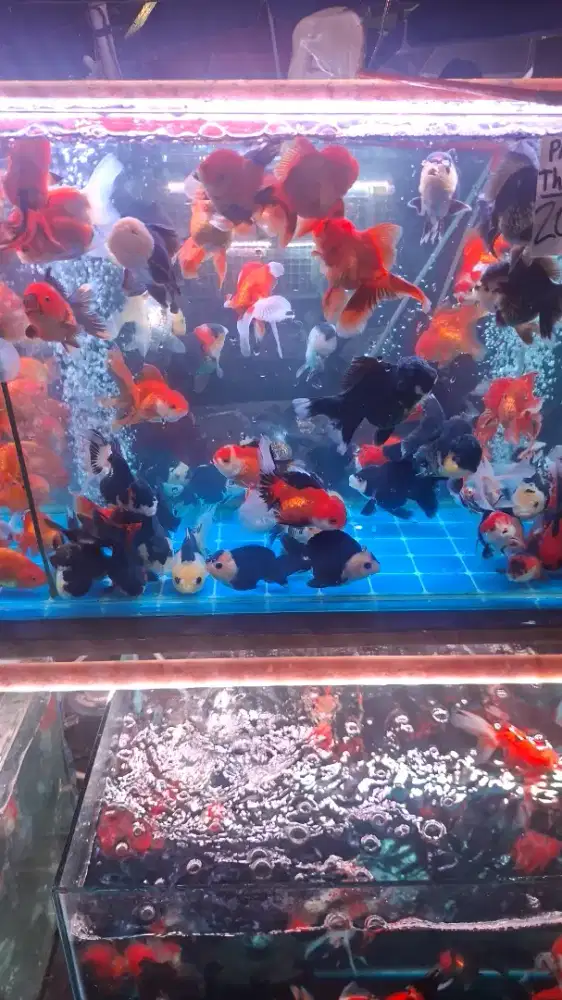 Ikan mas koki 3 colour 7-8 cm jambul besar