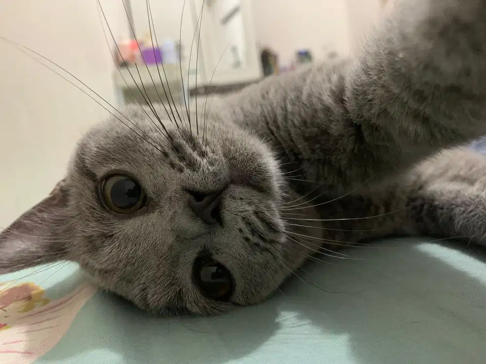 British Shorthair Blue Solid