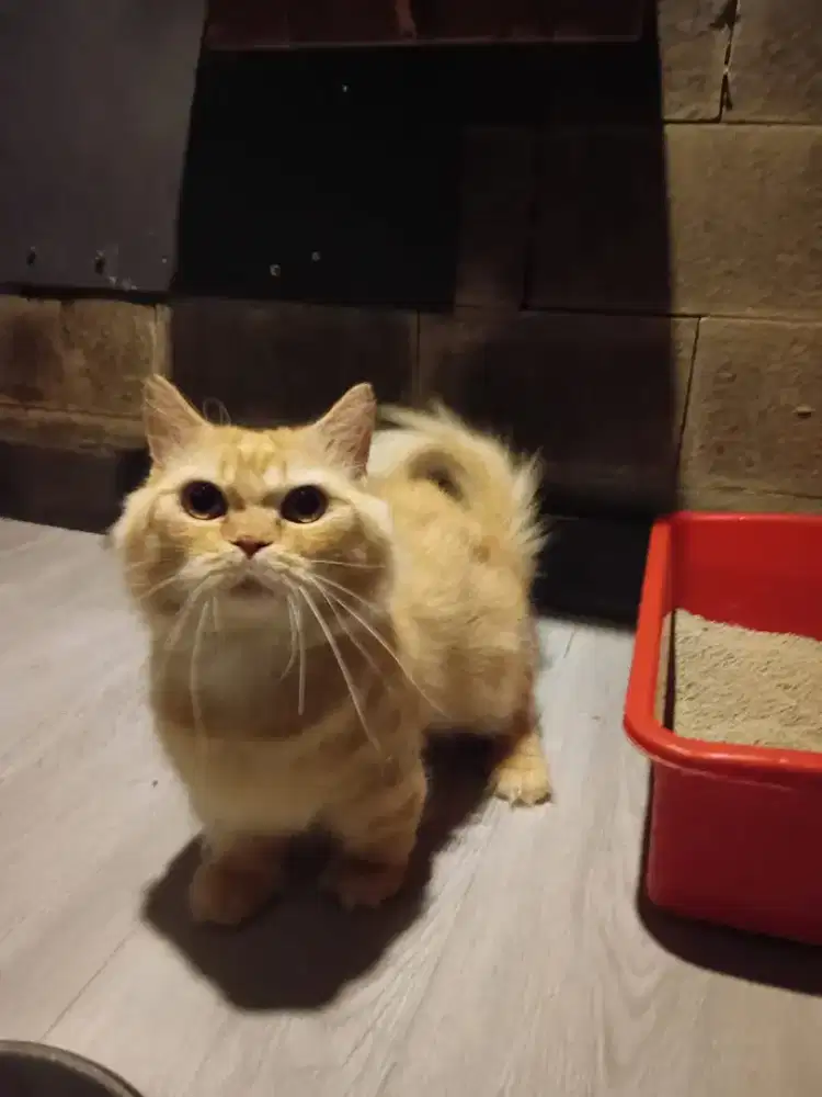 Kawin kucing Munchkin Minuet