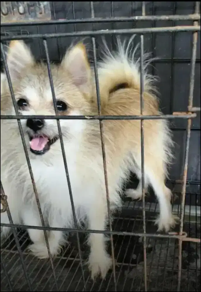 Minipom betina indukan
