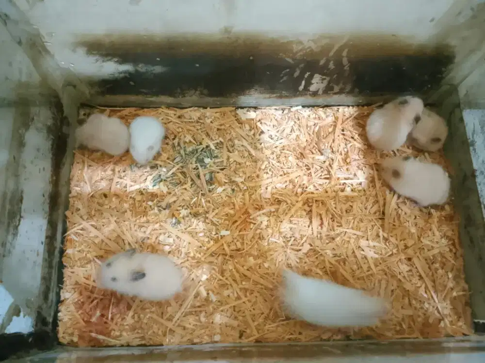 Hamster sekeluarga 9 ekor