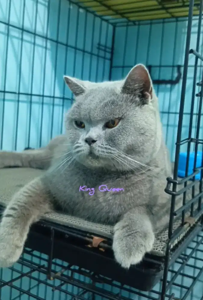 Kucing BSH British Shorthair Blue Solid Betina Proven Pedigree WCF