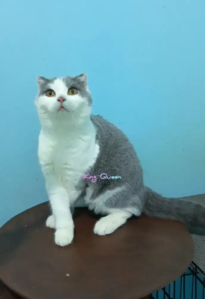 Kucing Scottish Fold Bicolor Blue Jantan 6 bulan Parent Pedigree