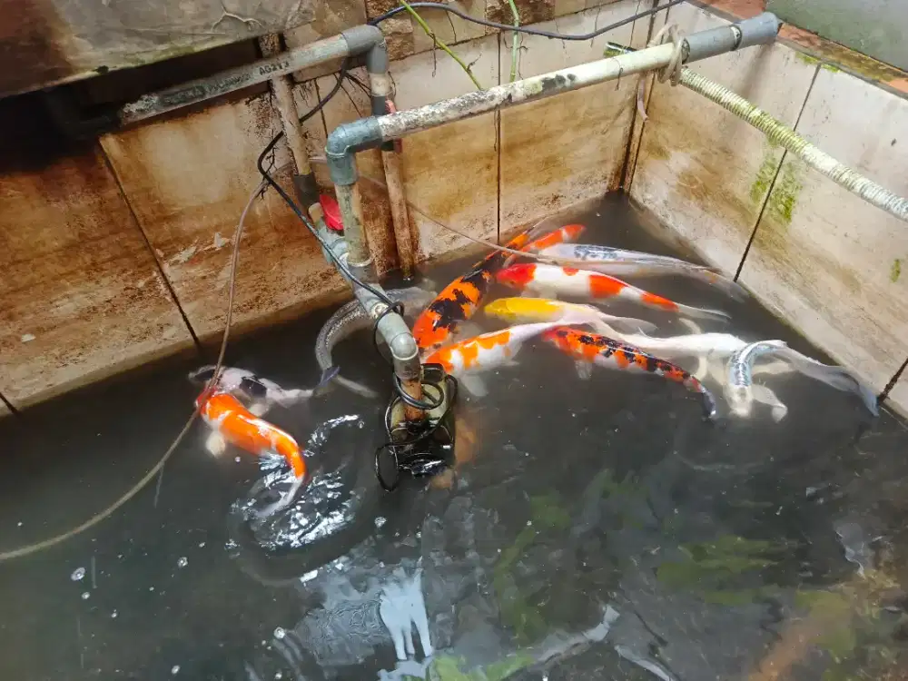 Ikan Koi Blitar 25-50 cm