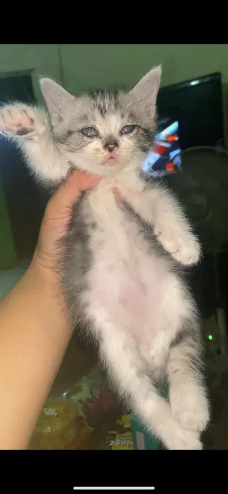 Kitten mixdome jantan