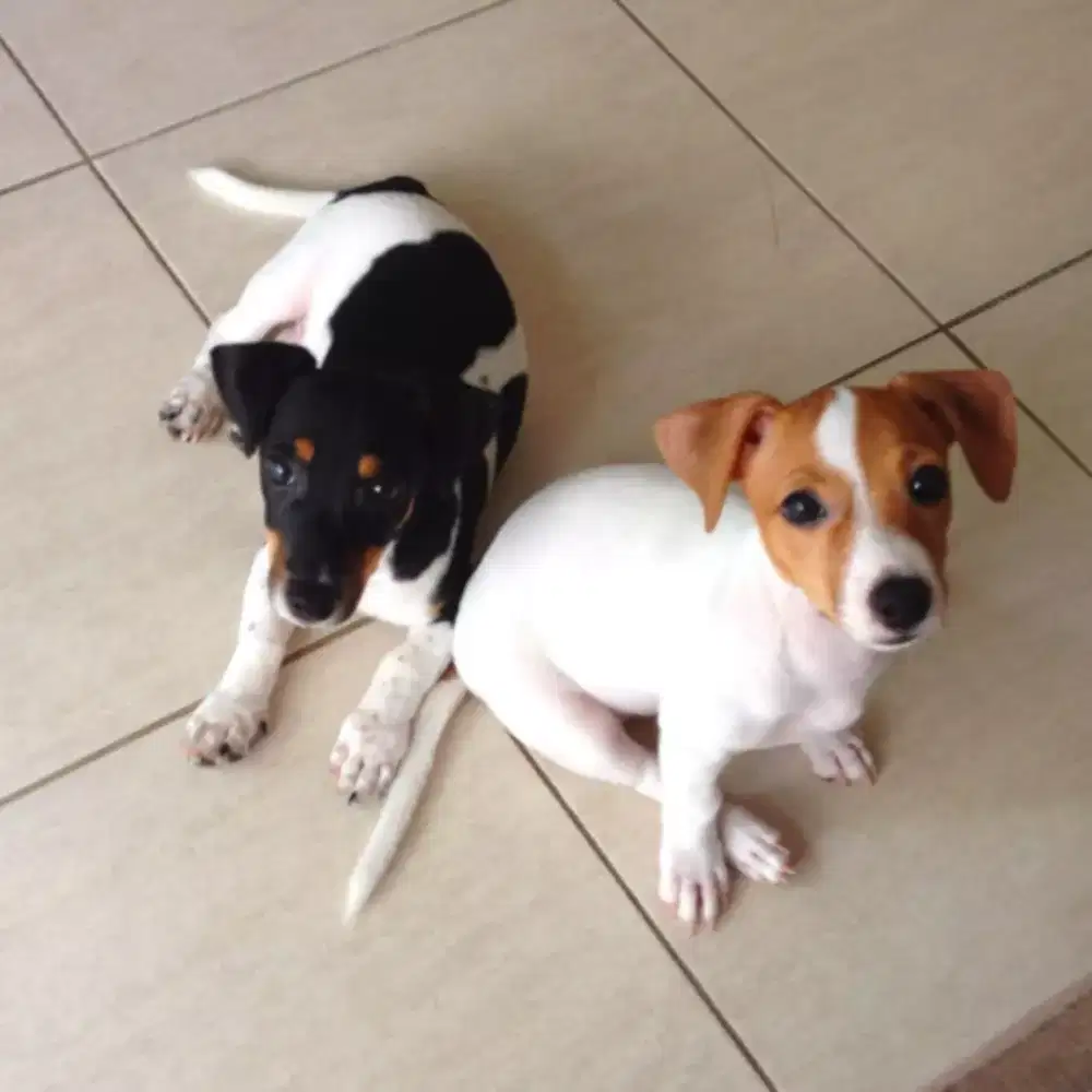 Anjing Jack russel terrier