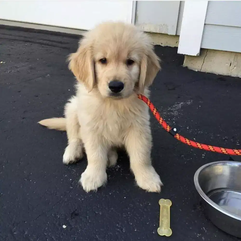 Anjing golden retriever