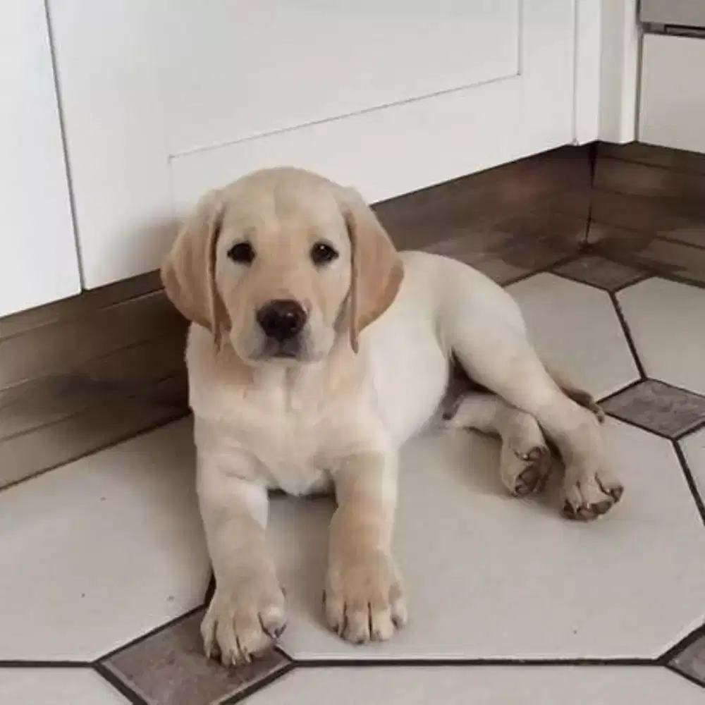 Puppy anjing Labrador