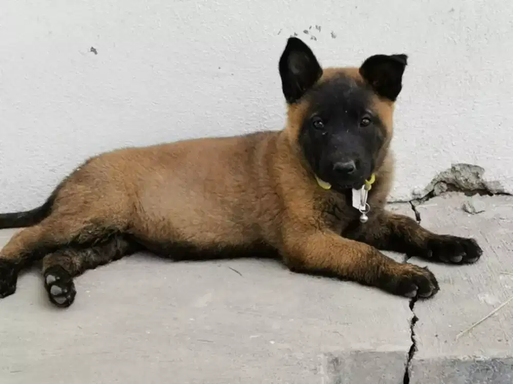 Anjing Belgian malinois
