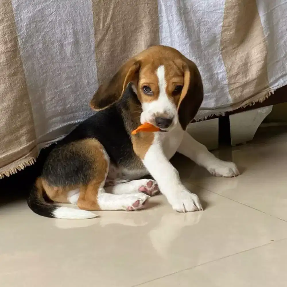 Puppy anjing beagle