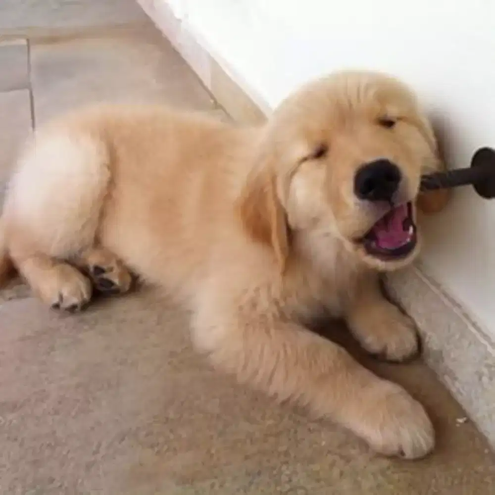 Anjing golden puppy