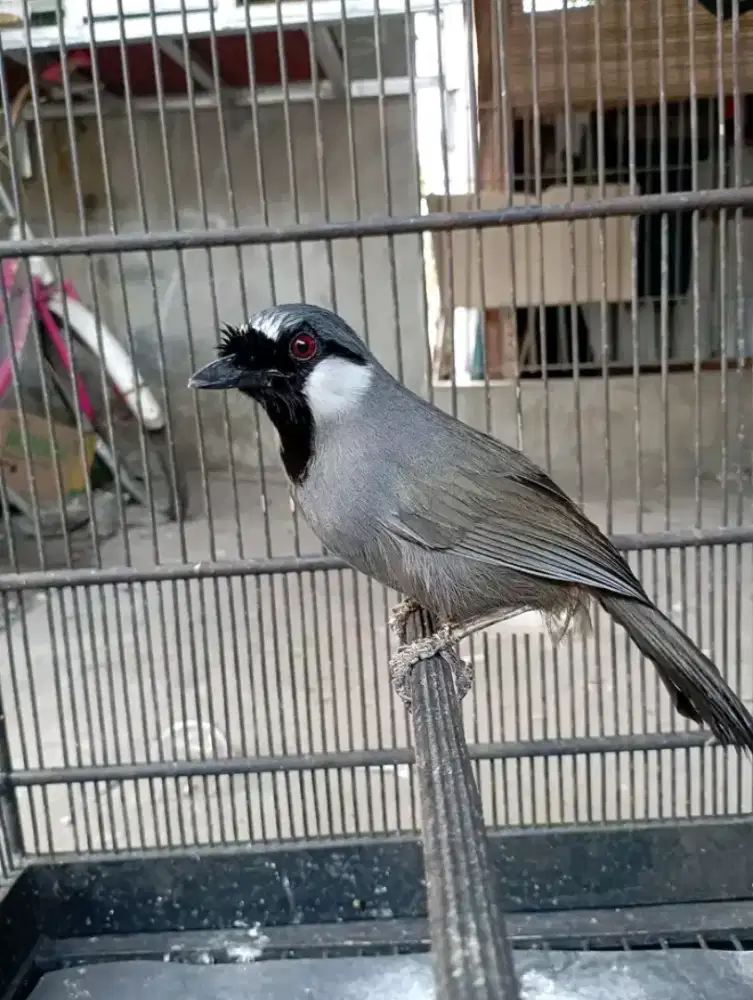 Poksay hongkong jantan mulus