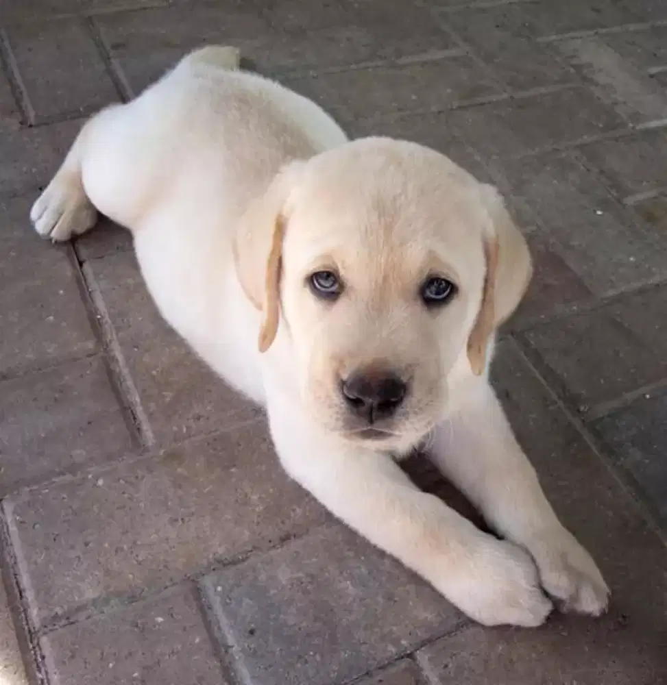 Anjing Labrador puppy