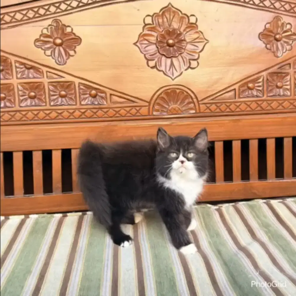 Kitten baru anakan janntan