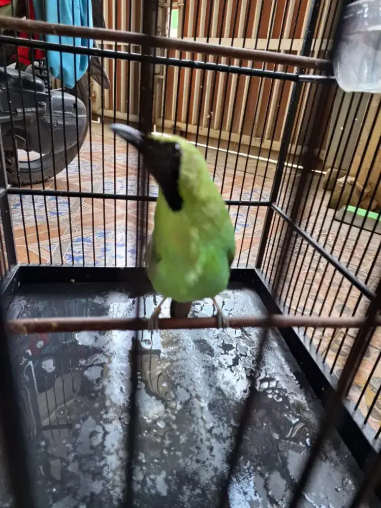 Murai ijo jl lapangan fs