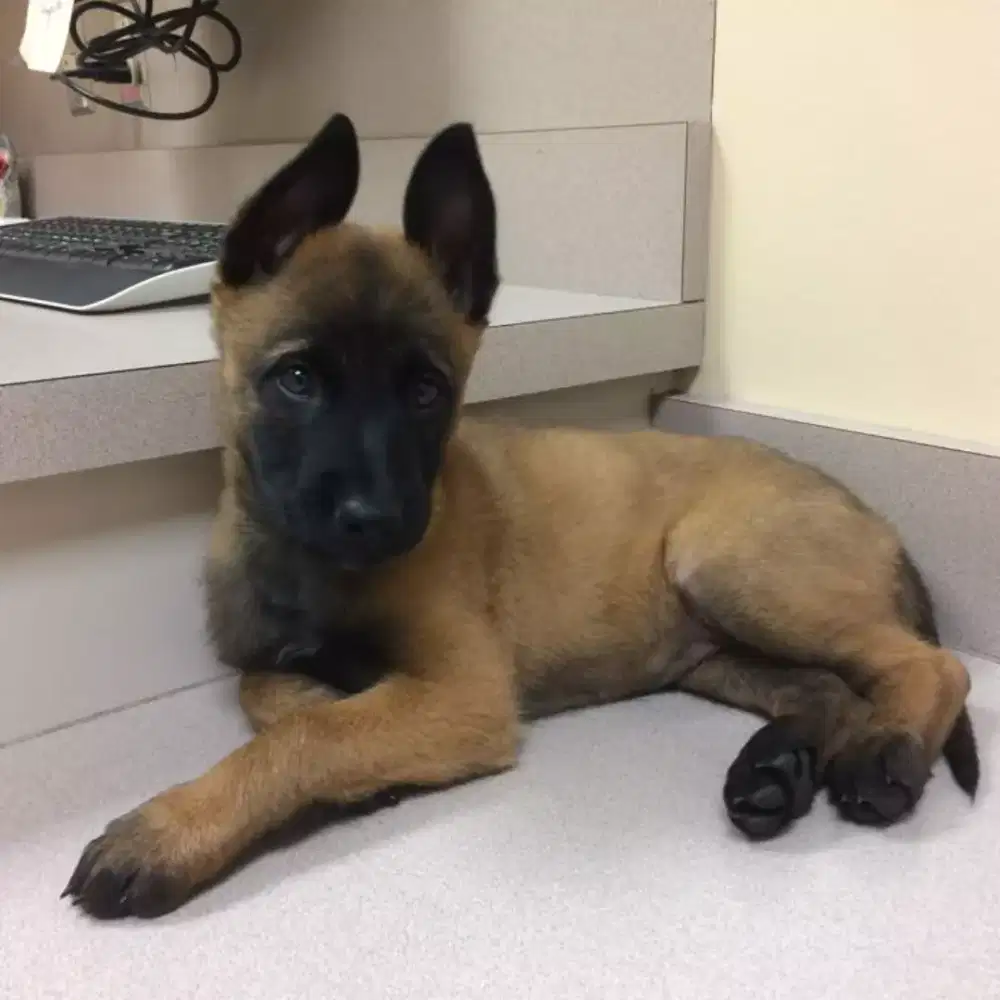 Anjing Belgian malinois