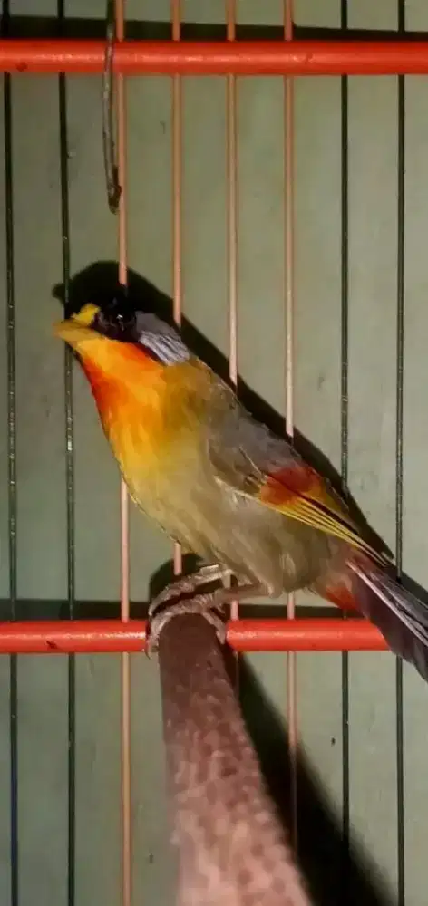 Burungpancawarna mulus