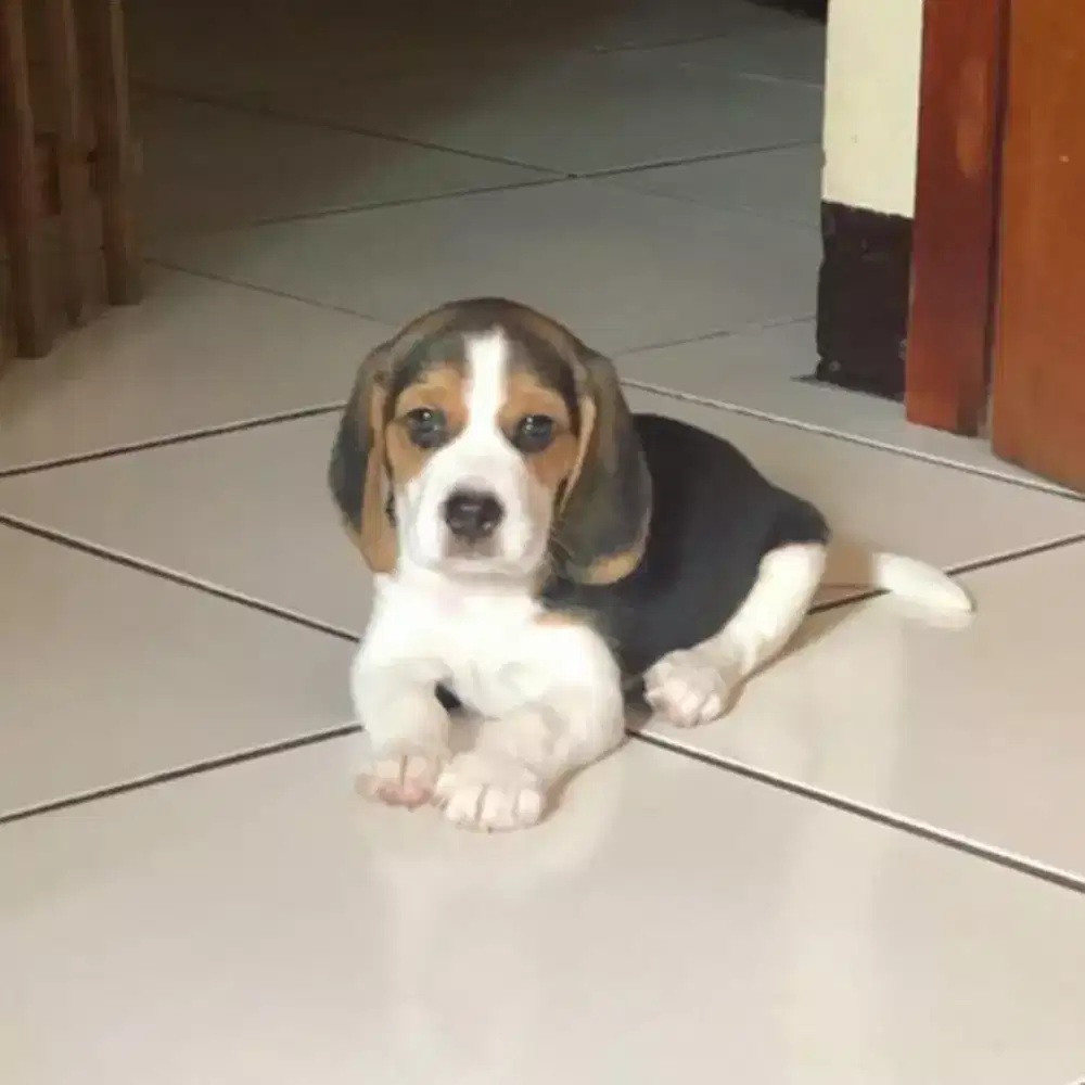 Puppy anjing beagle
