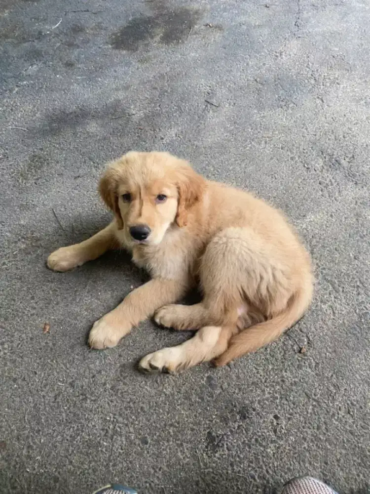 Anjing golden retriever